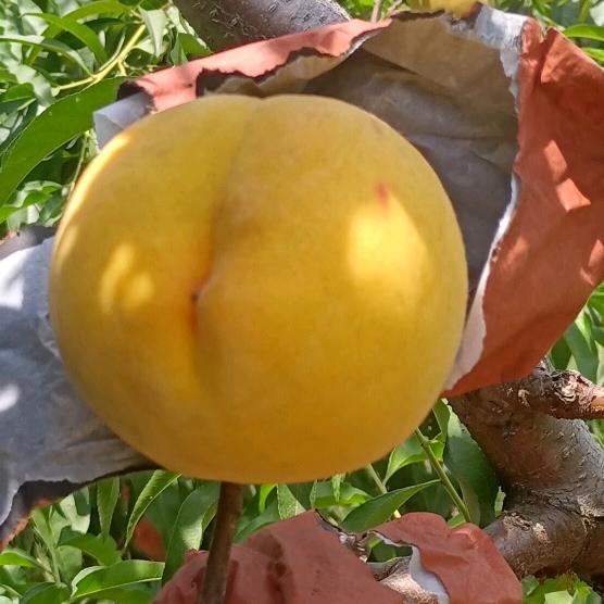 中原黄桃欢迎采摘