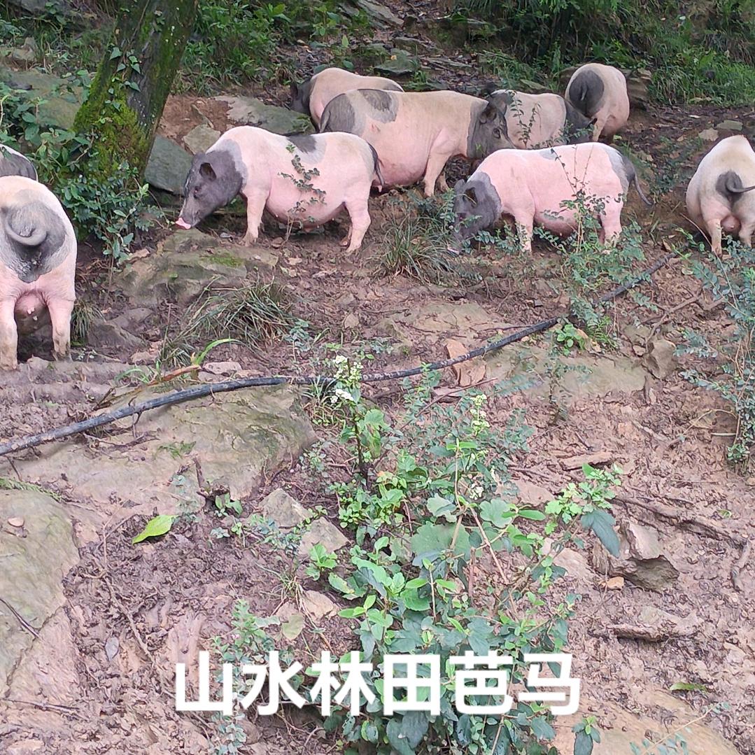 山水林田种养殖