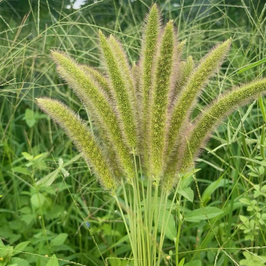 蕊琪