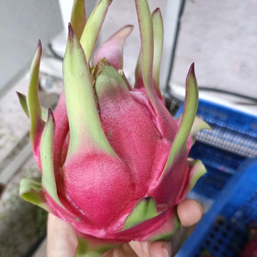 东北红波《大春果业》