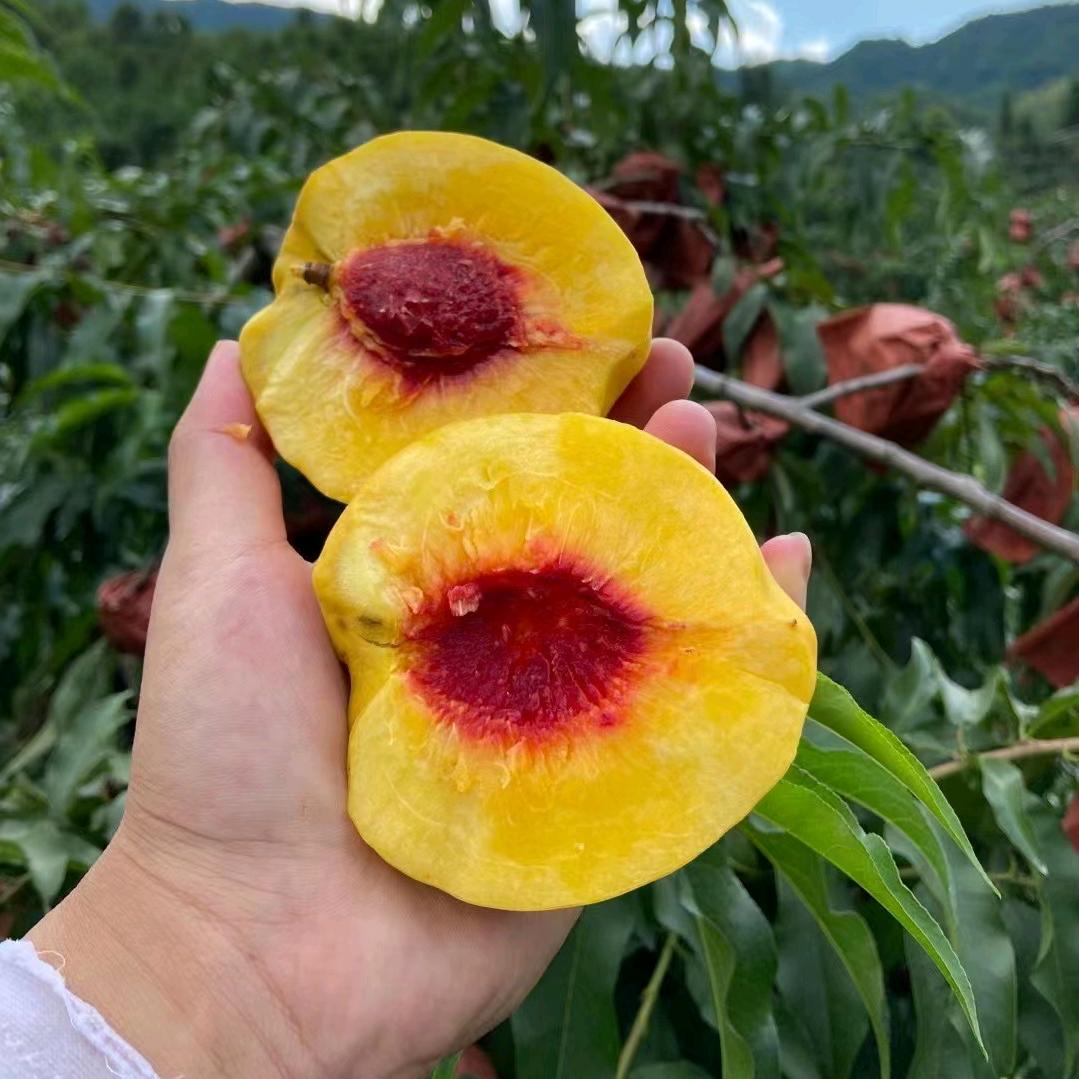 回家种黄桃的小伙子YLHT85799