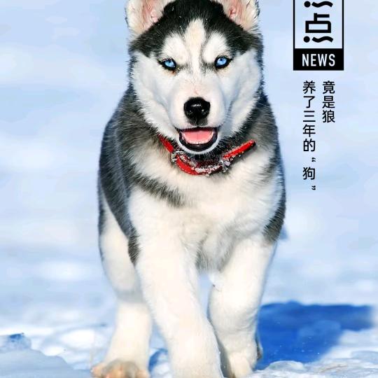 胖妹