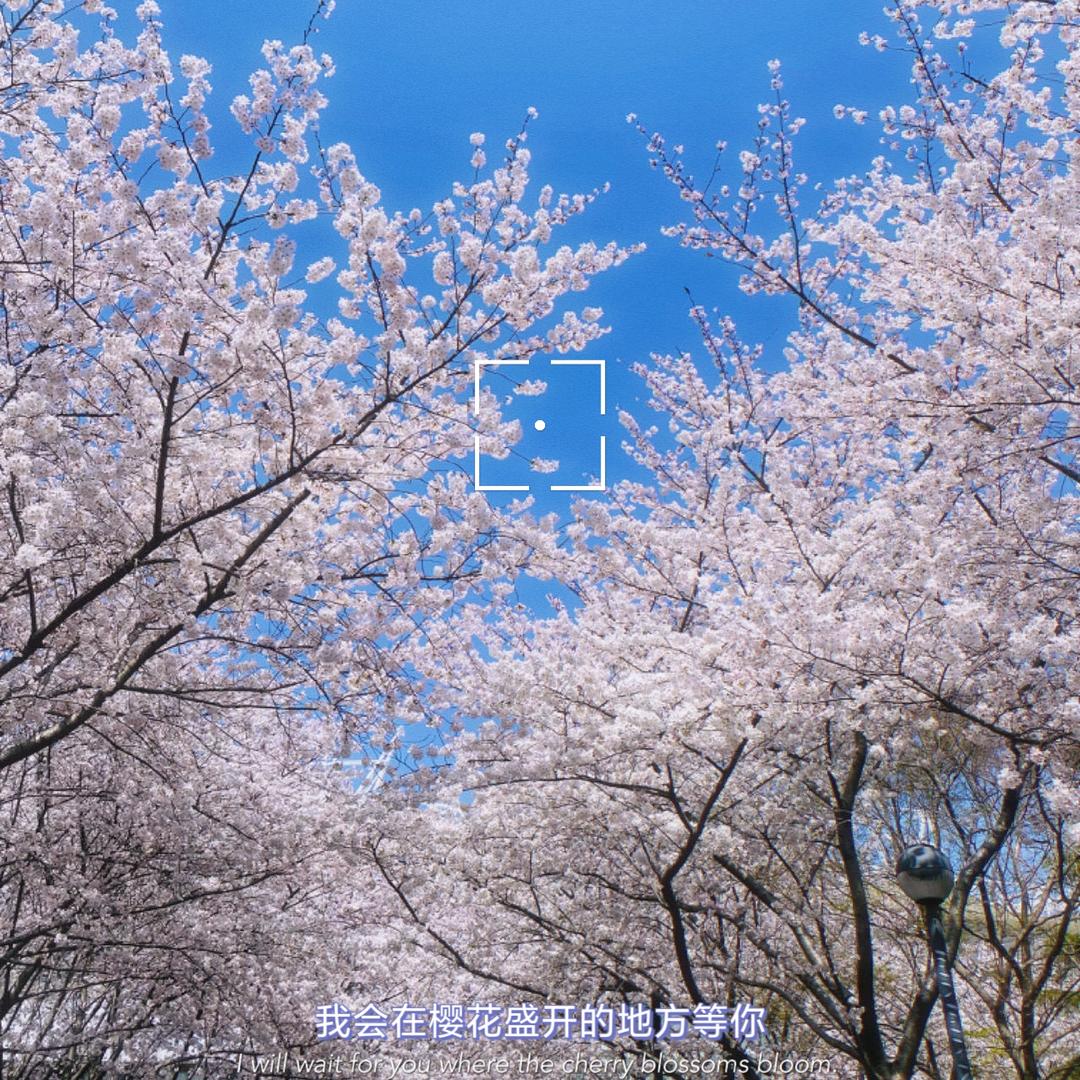 禅梦