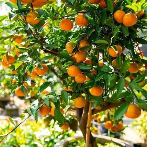 博锟果树苗木专营店