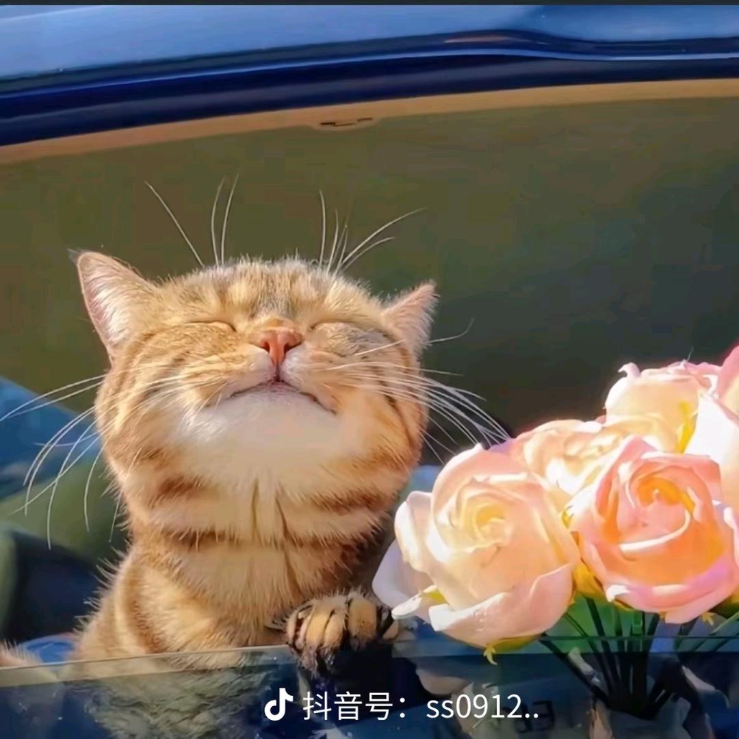 如个意吧🐾