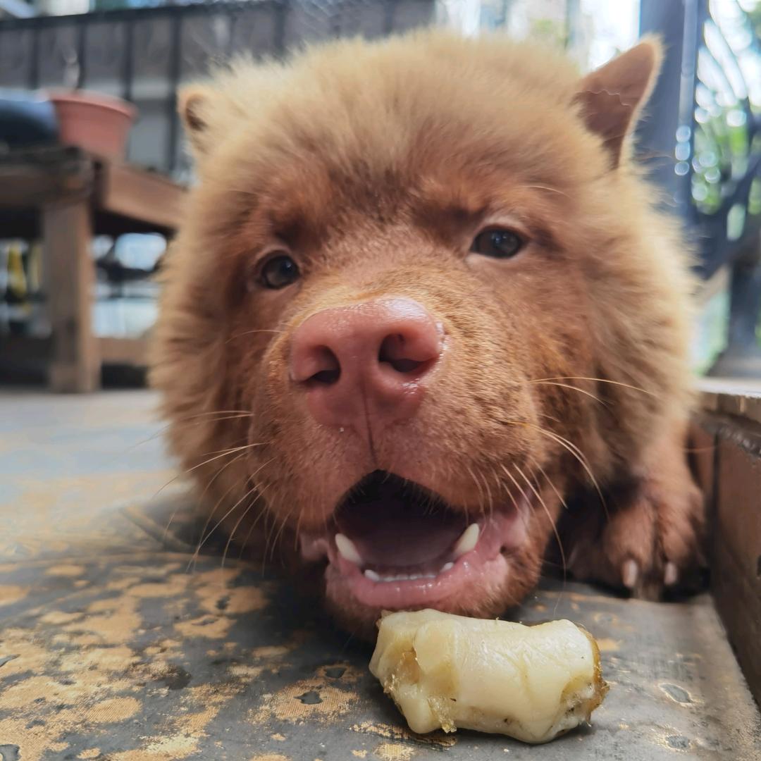 ᶘ ᵒᴥᵒᶅ 呱呱乐