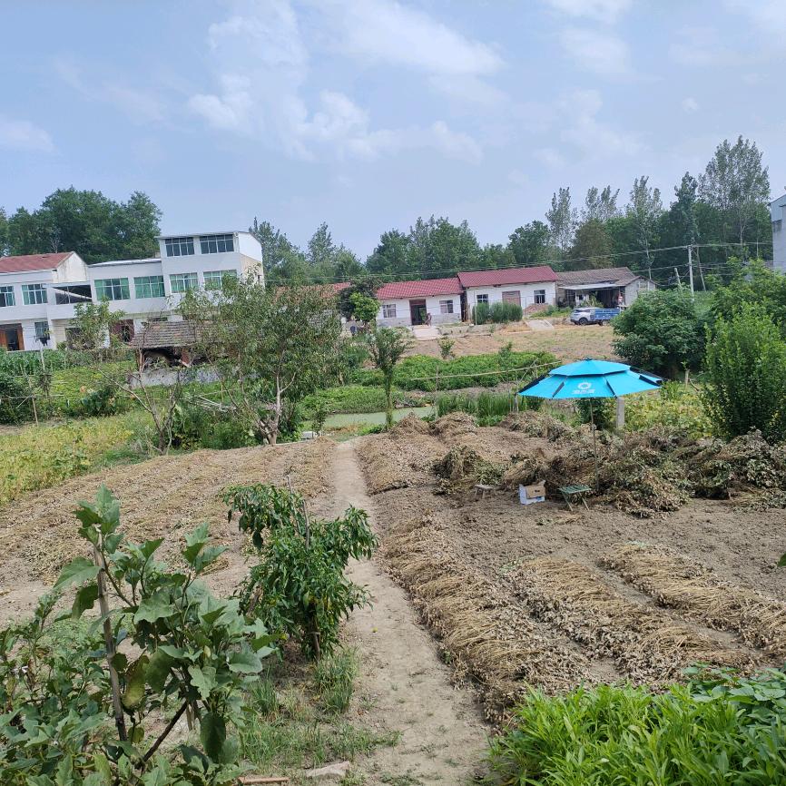 游子梦🥬