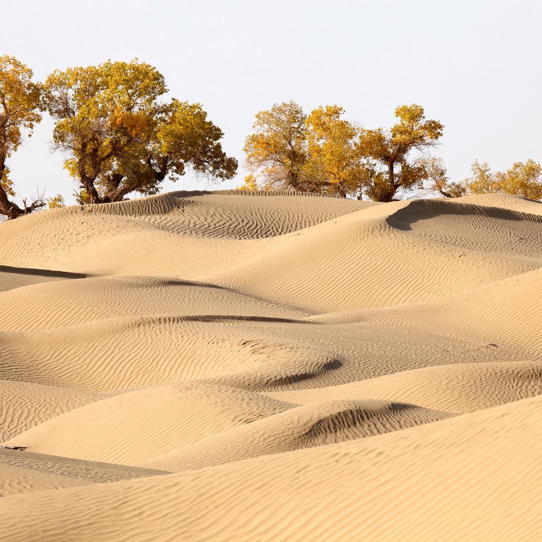 灵煊滋补甄选店
