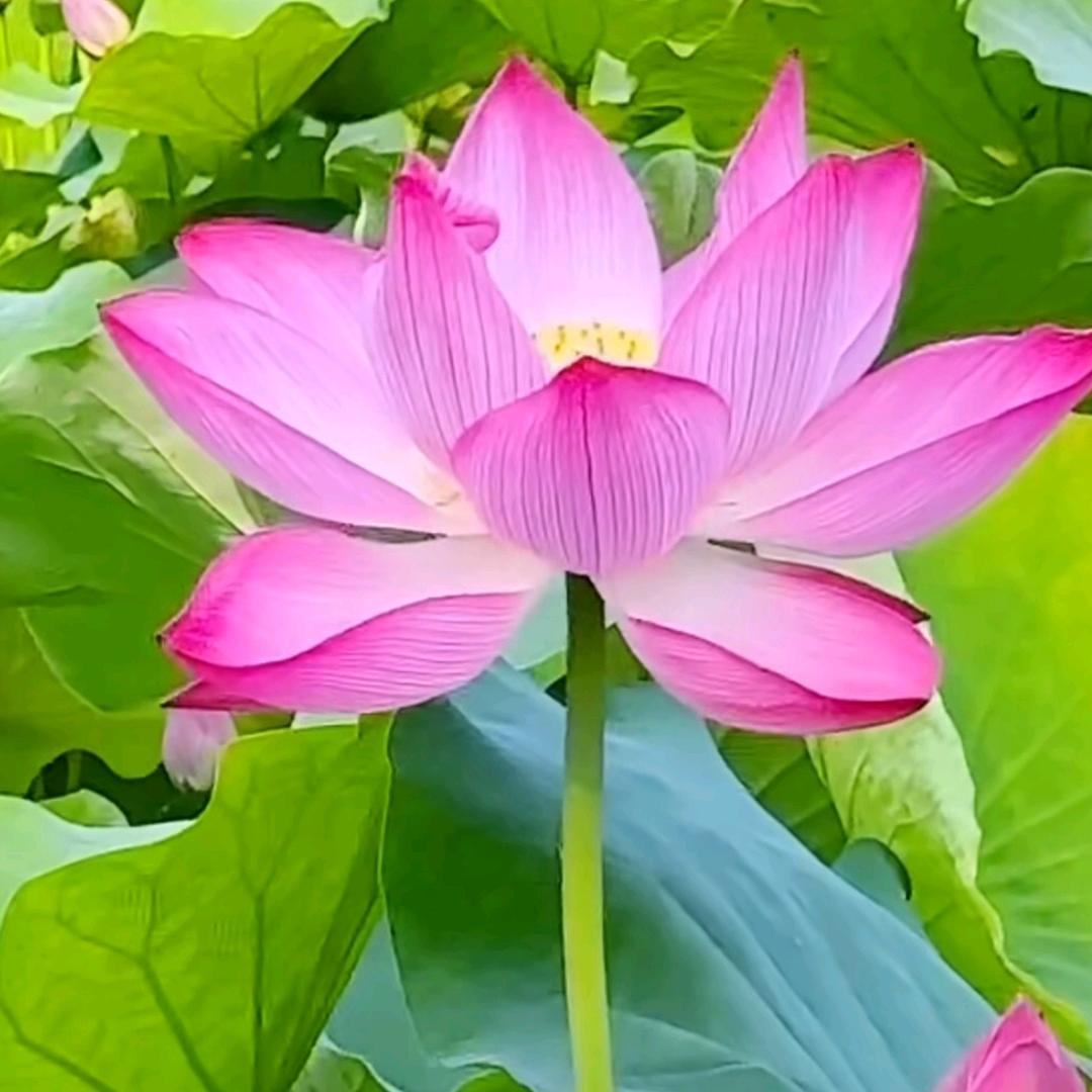 旺宝阁