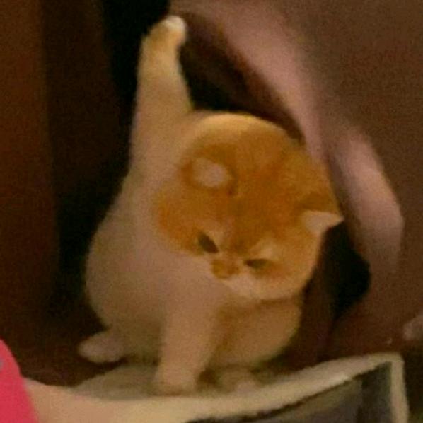 鱼某人（今晚打老虎）