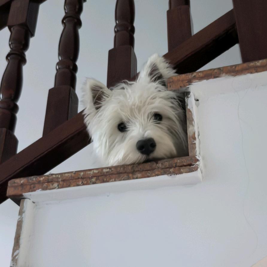 巴卜的吃喝玩乐