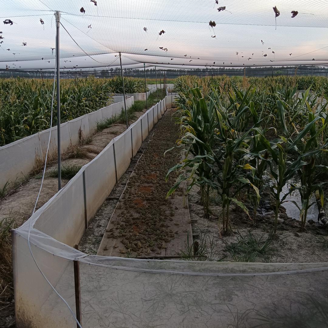 仙桃万蛙鸣欧阳群