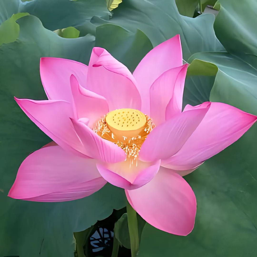 ❣️天天开心❣️