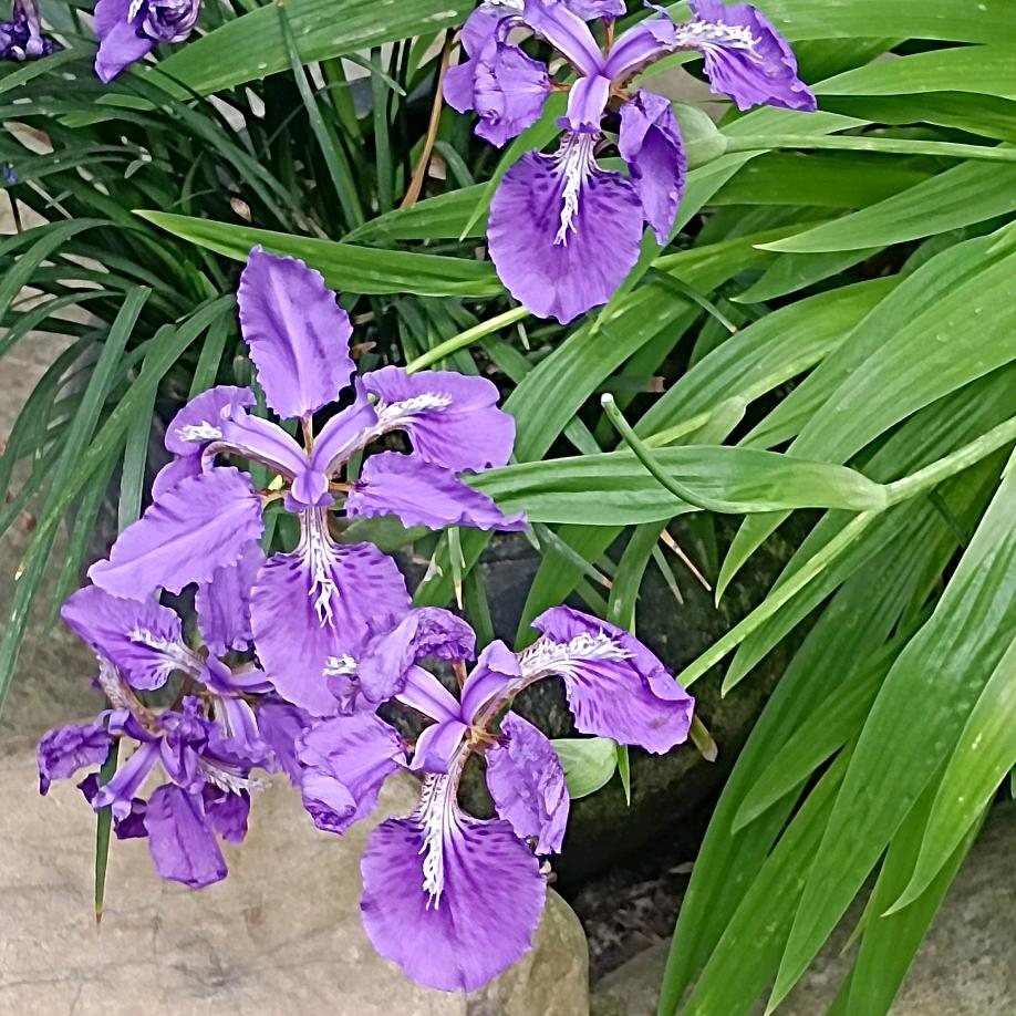 鲜鲜的生活记录