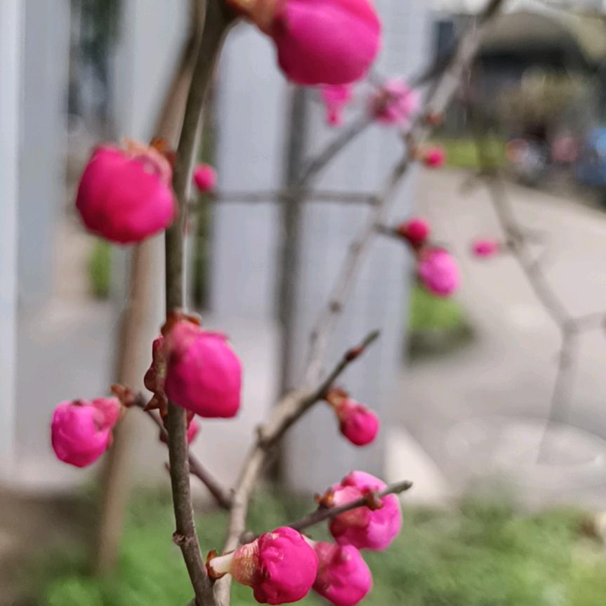 平姐