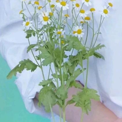 波多黎头像