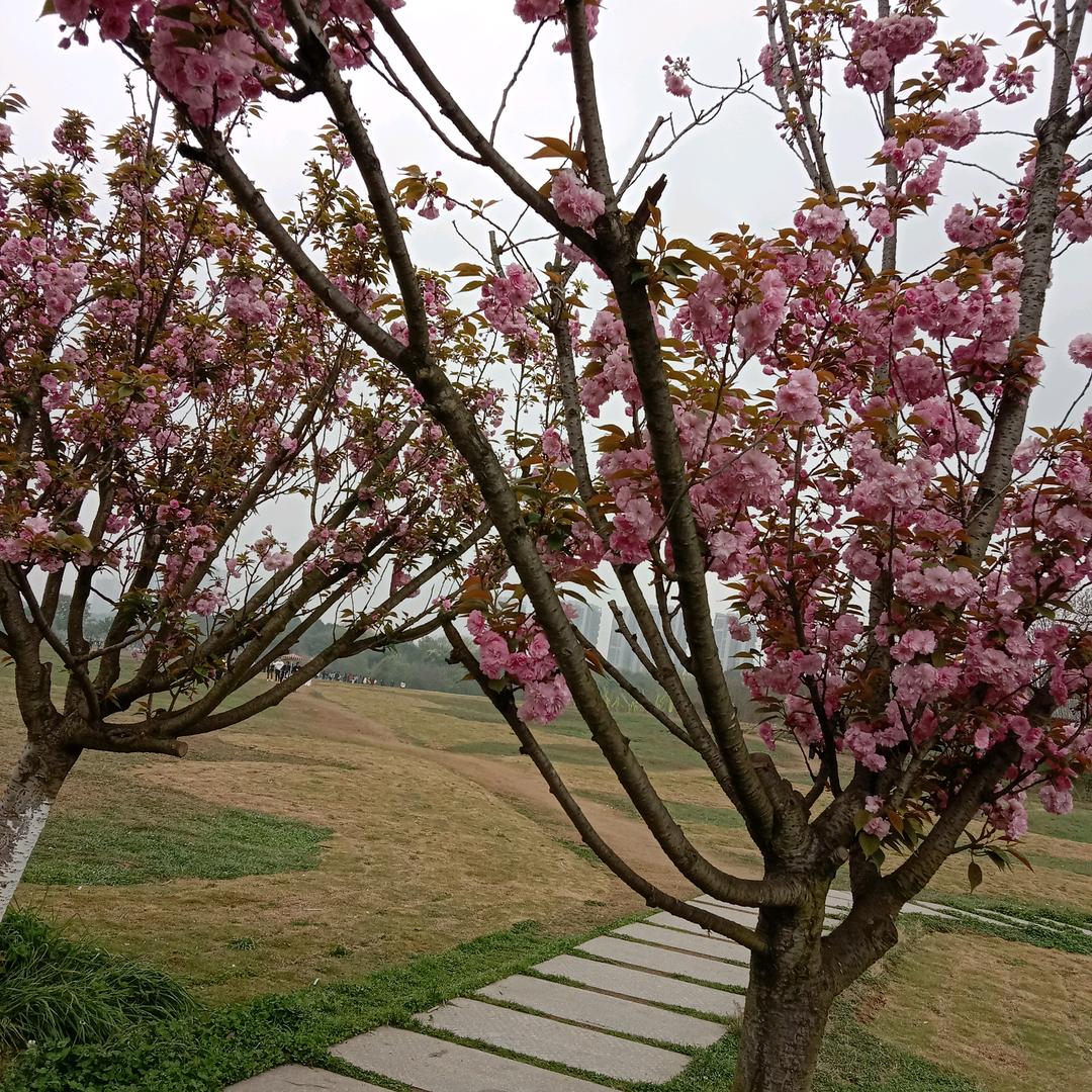 春天