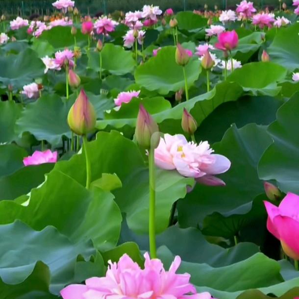 研究生爱学习