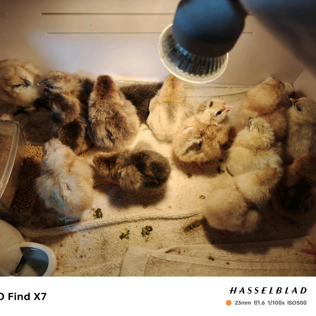 乐乐农场。🐣🐣🐣🐣🐣
