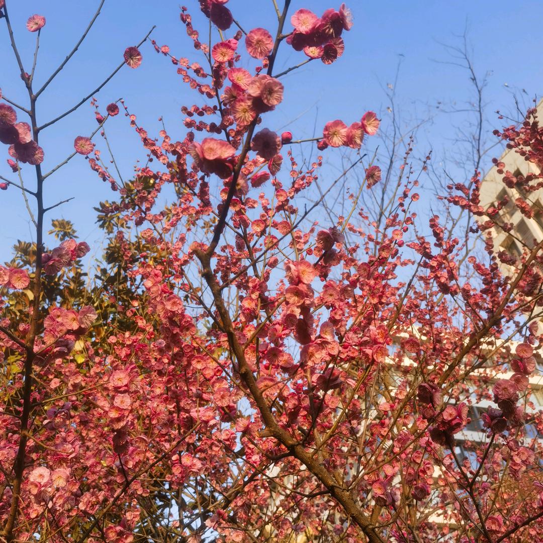 友谊精品大闸蟹