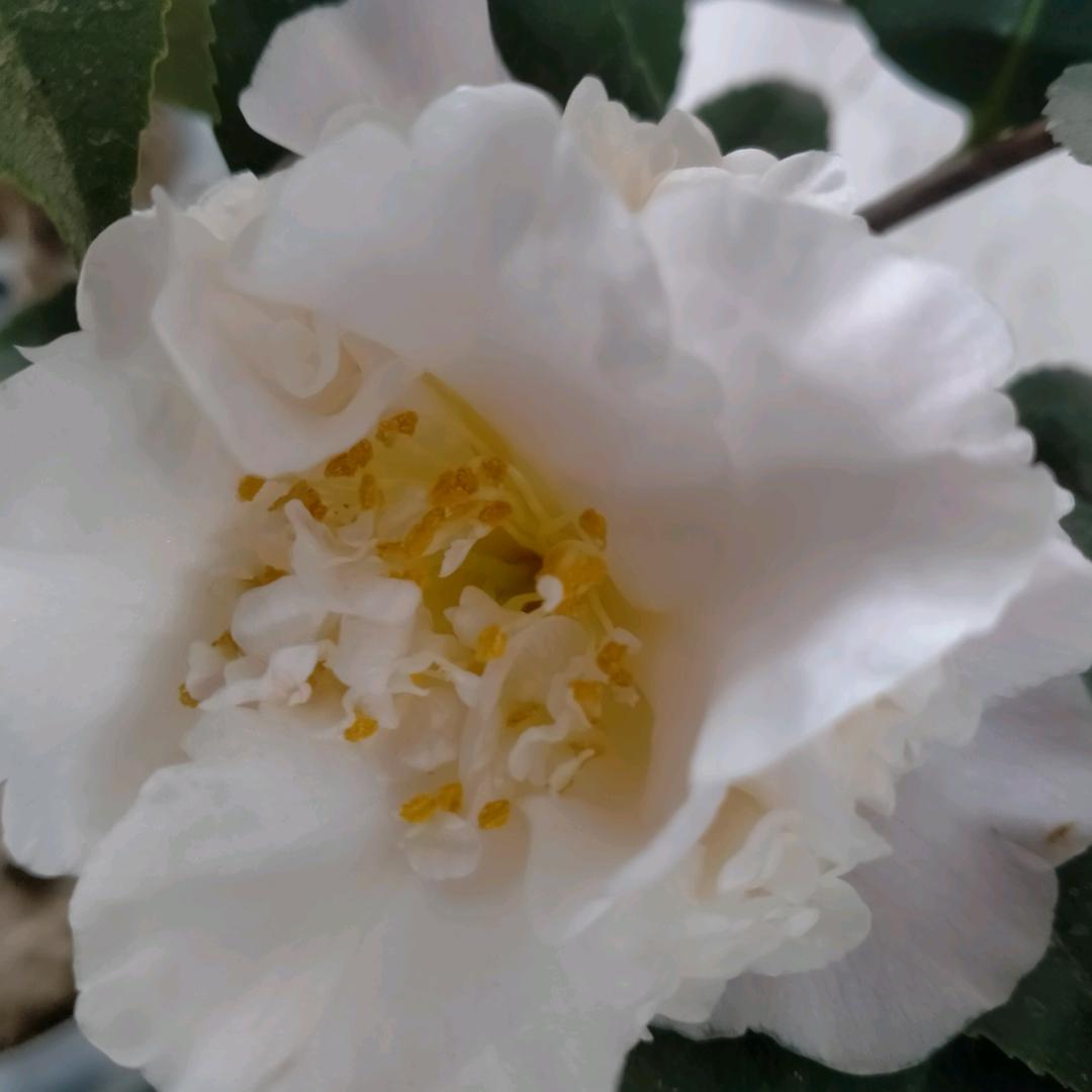 蝶飞花落泪