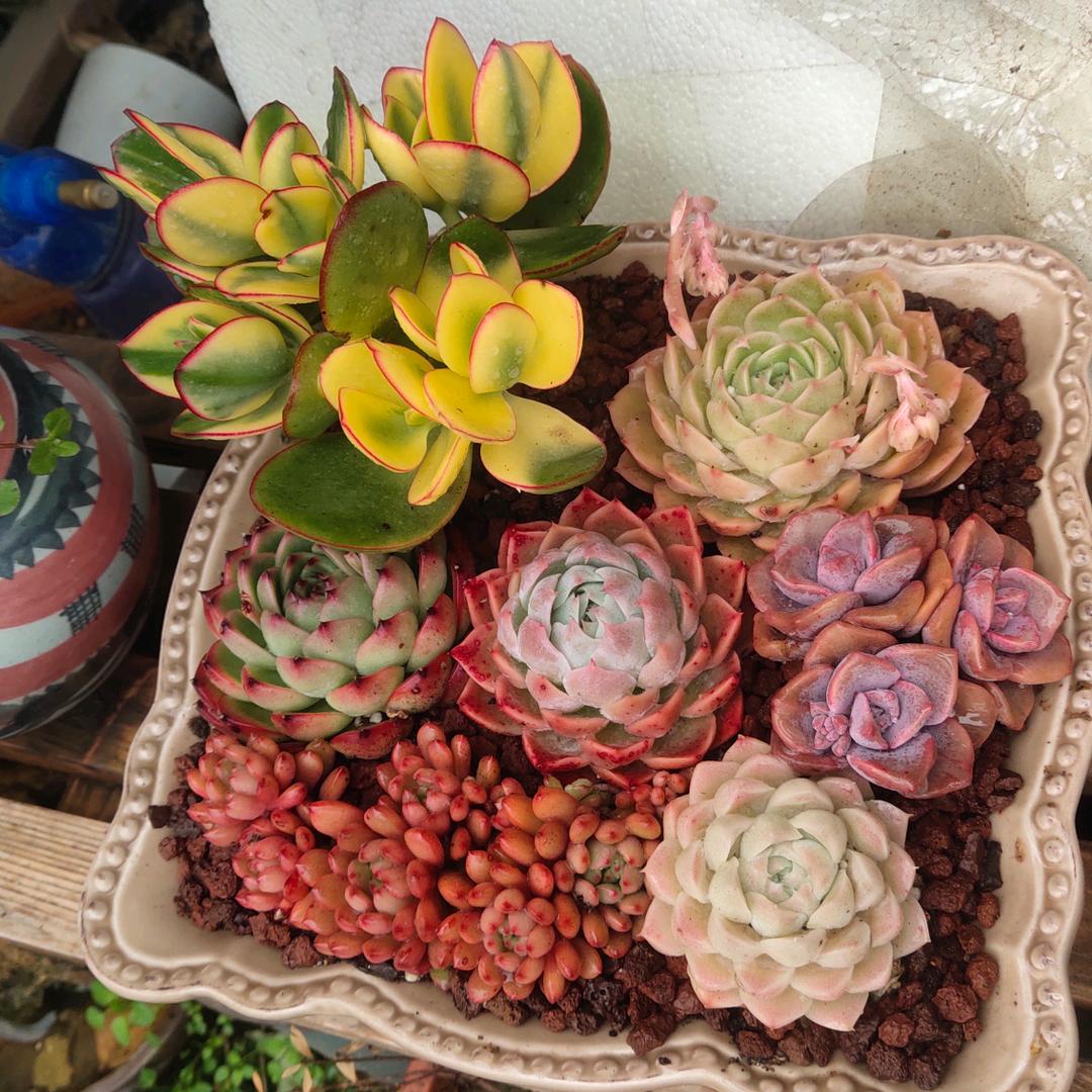 随缘花屋