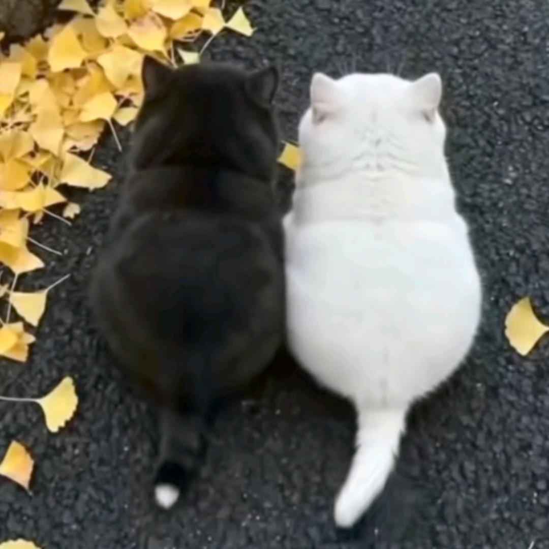 珊珊🍭