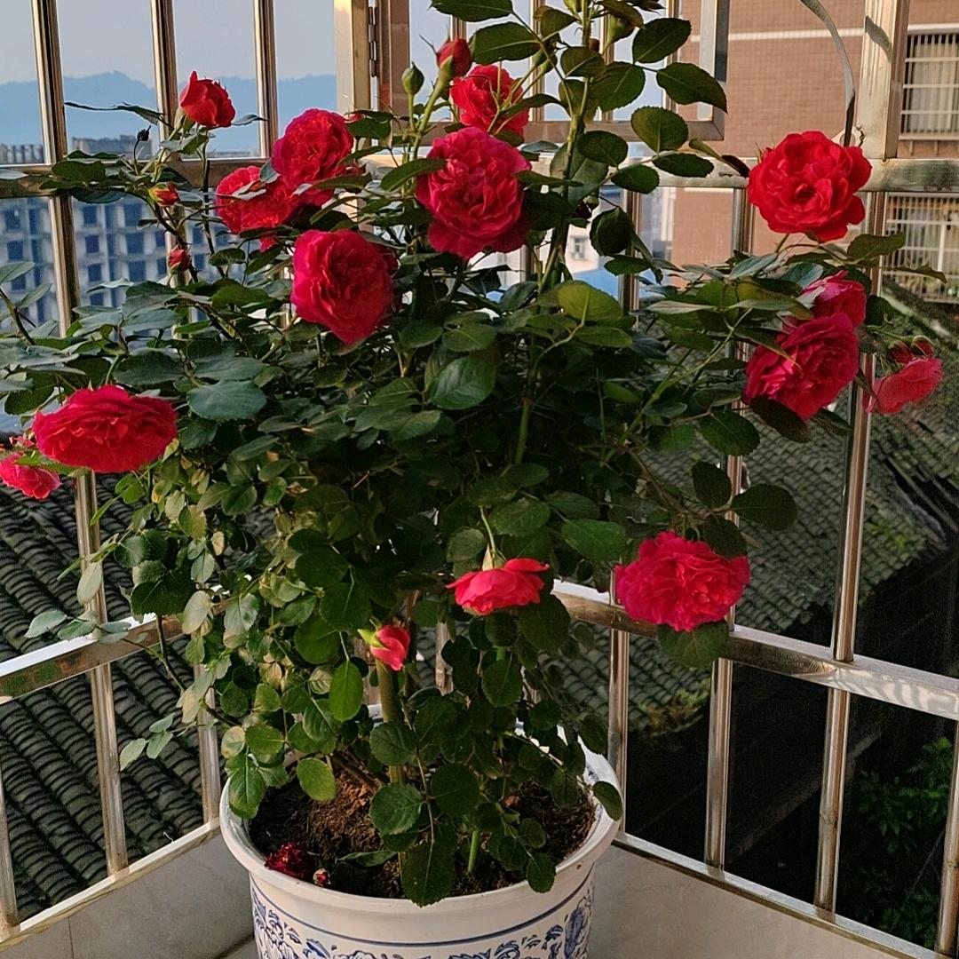 福嘟嘟🌺🌺🌺🌺🌸🌸🌸