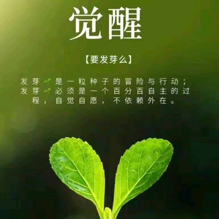 收割麦子