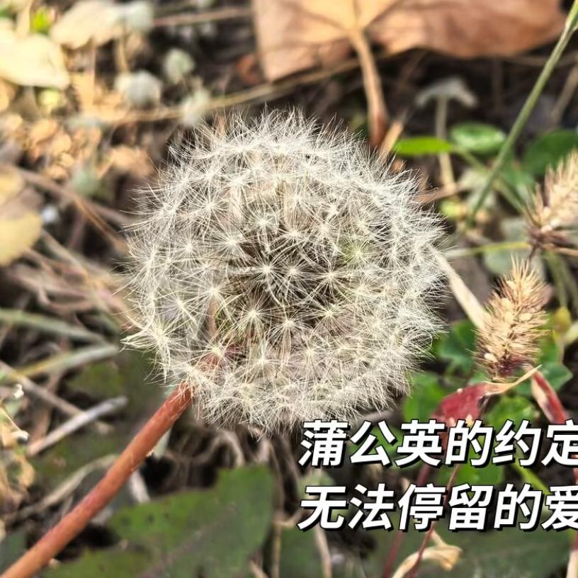 💗᭄余生ᝰᩚ随心ꦿ໌