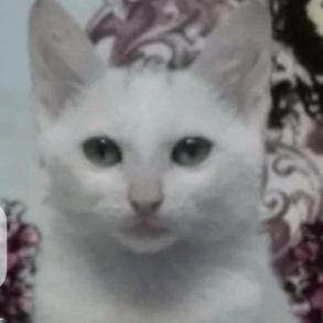 我要学会二次腿（已学会）