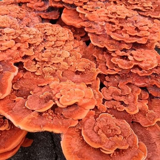 蜂王
