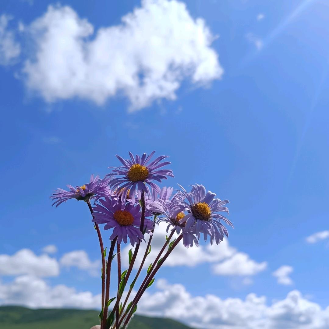 马铃薯🌸的舞蹈课