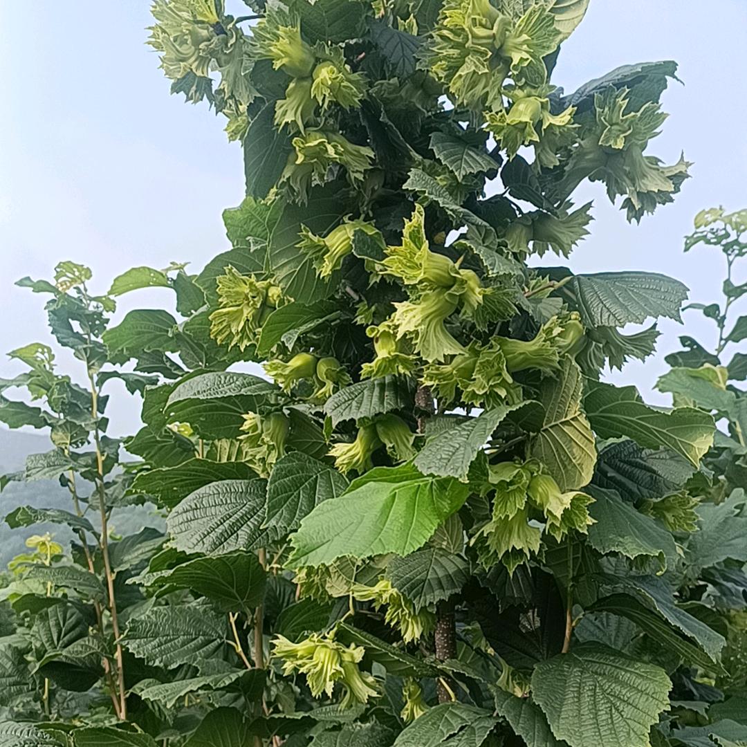 富利水果种植农场官方号