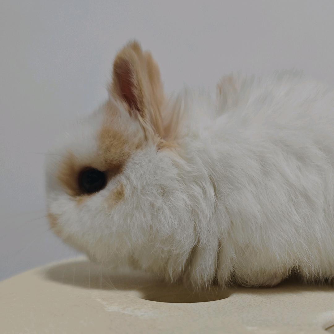 榴莲侏儒兔兔兔兔社