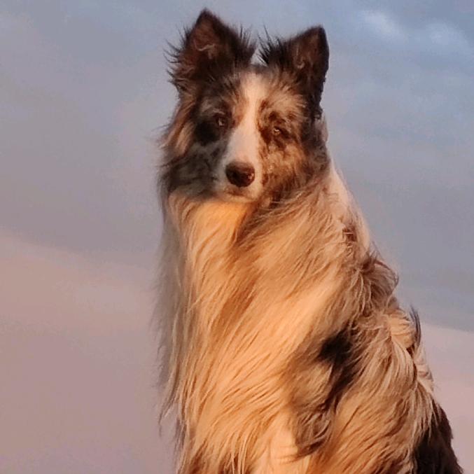 板凳是一只边牧