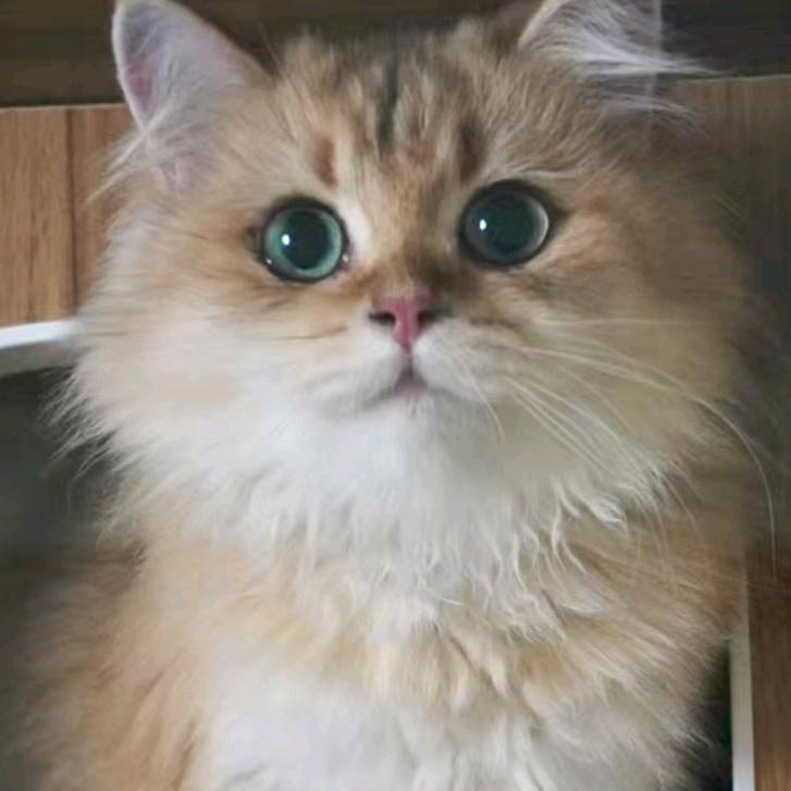杨家猫