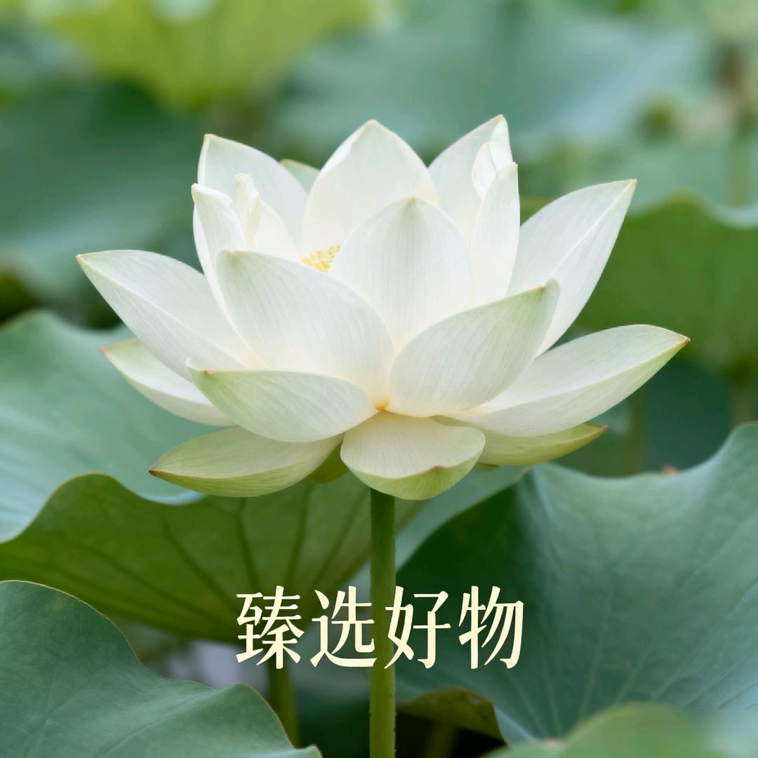 花花杂货小铺