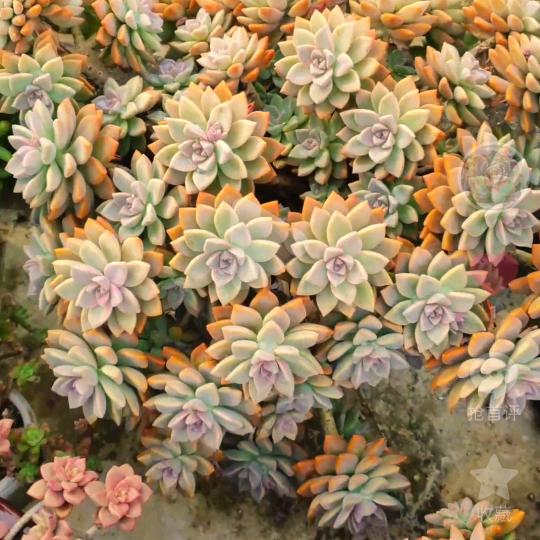 十月爱养肉🌵🌻