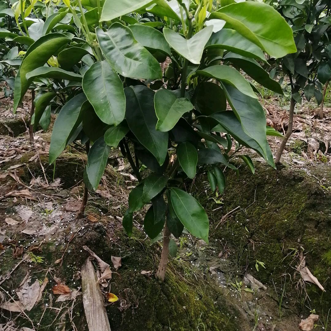 俩宝她爸（古桥柑橘苗场）