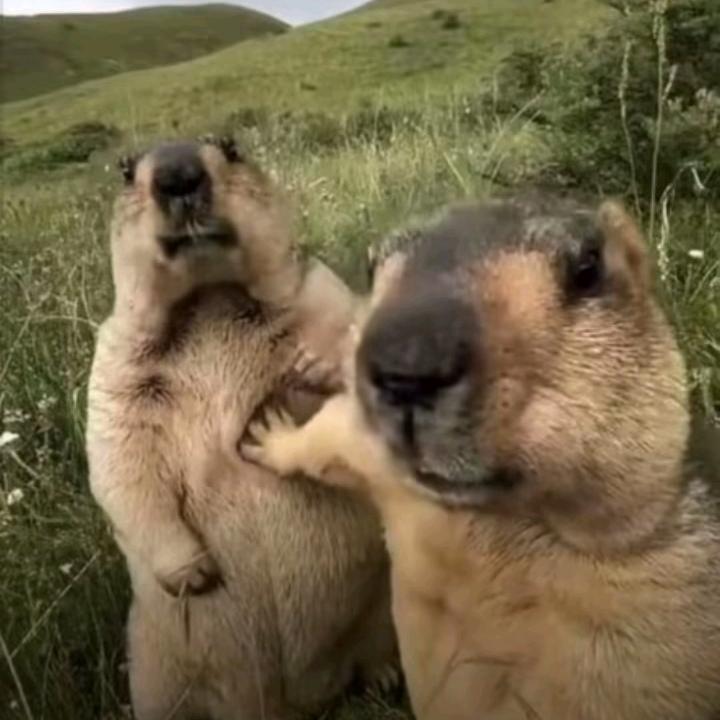 景轩三角洲（旭旭宝宝传媒）