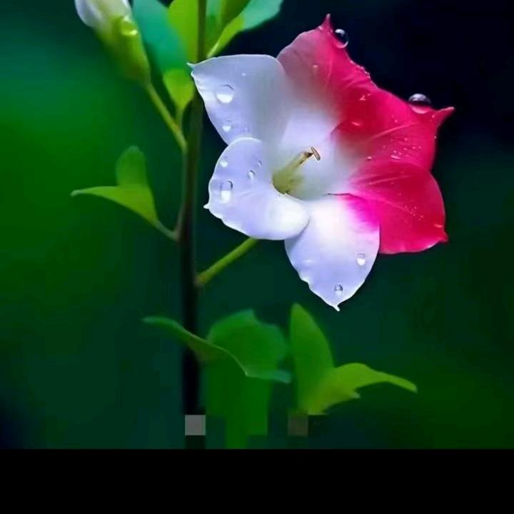 麦麦提艾则孜