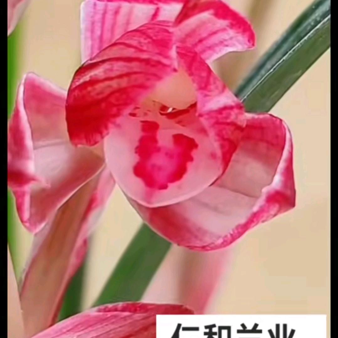 四川巴山资源兰花