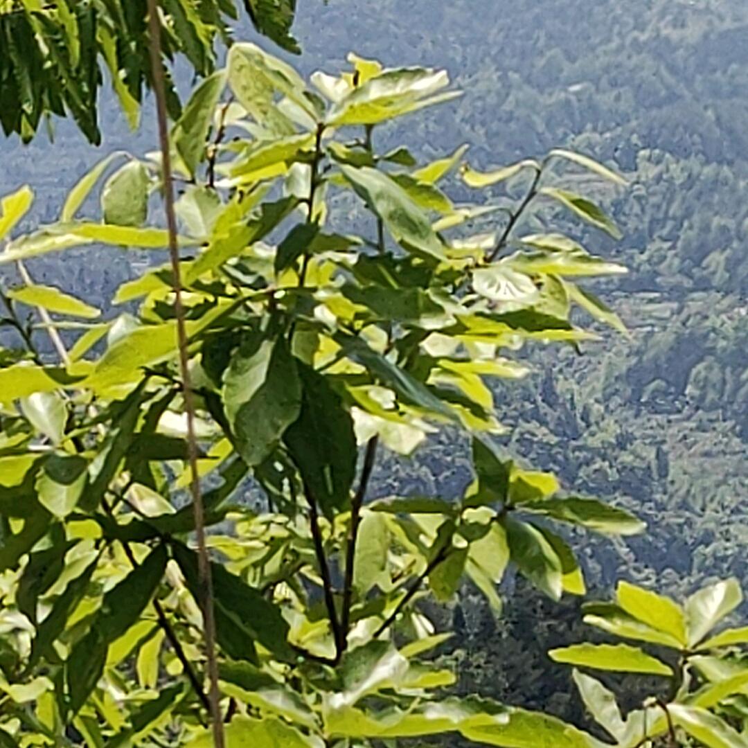 带刺的玫瑰