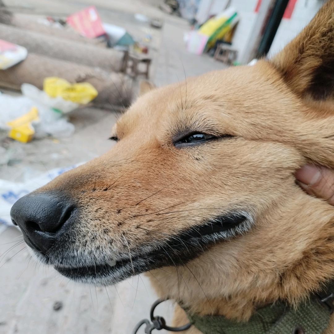 扶老奶奶闯红灯