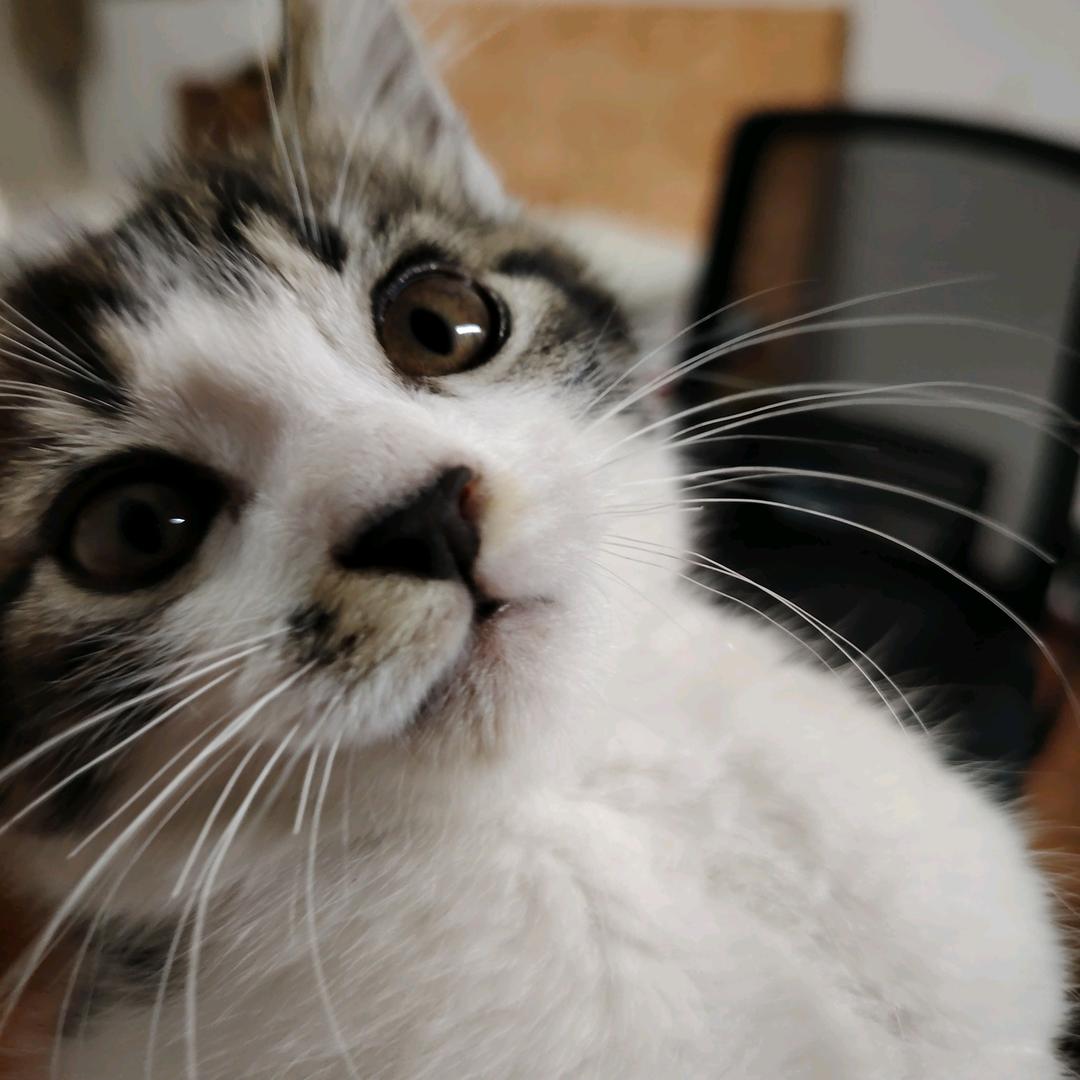爱吃鱼的猫