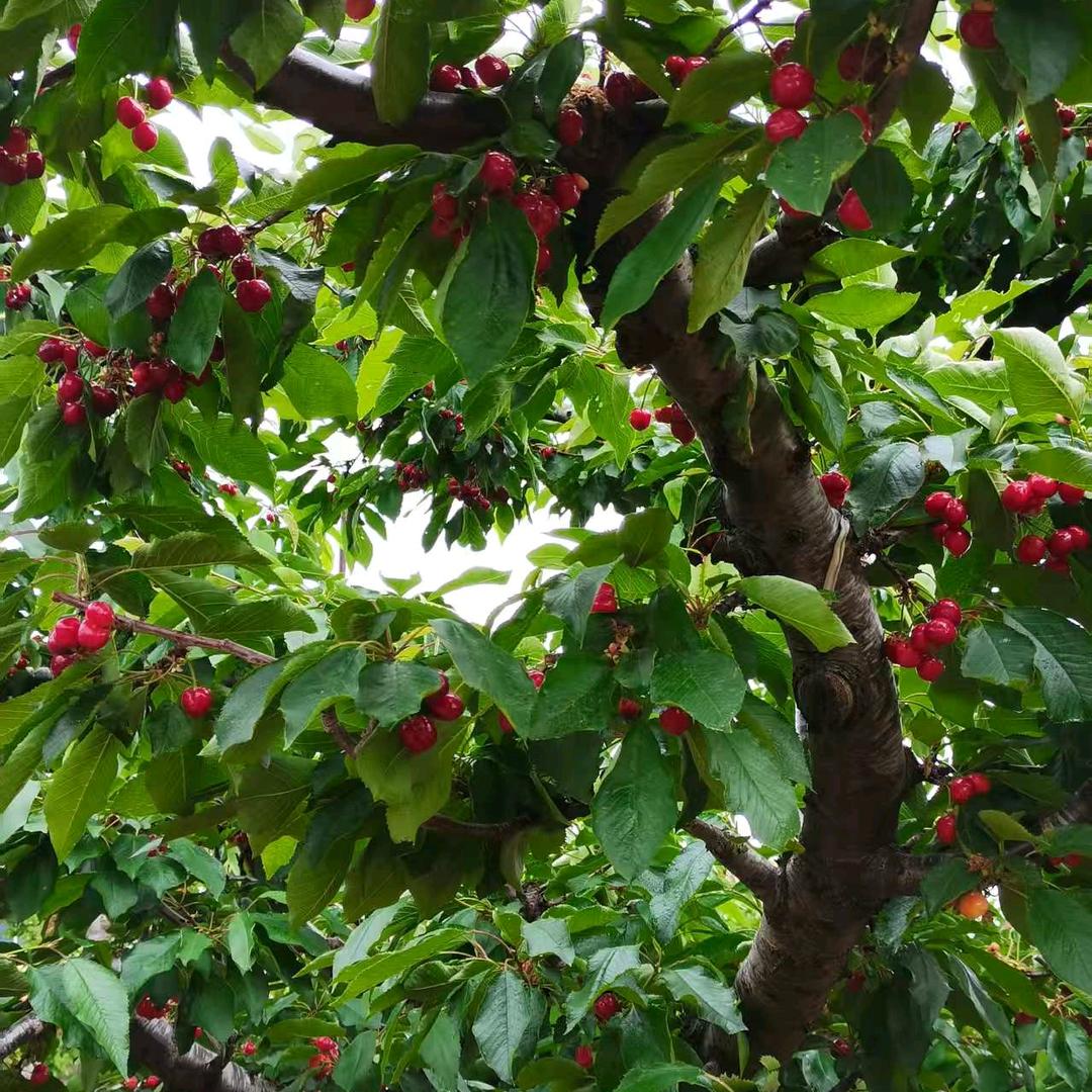 汤阴大红樱桃采摘园