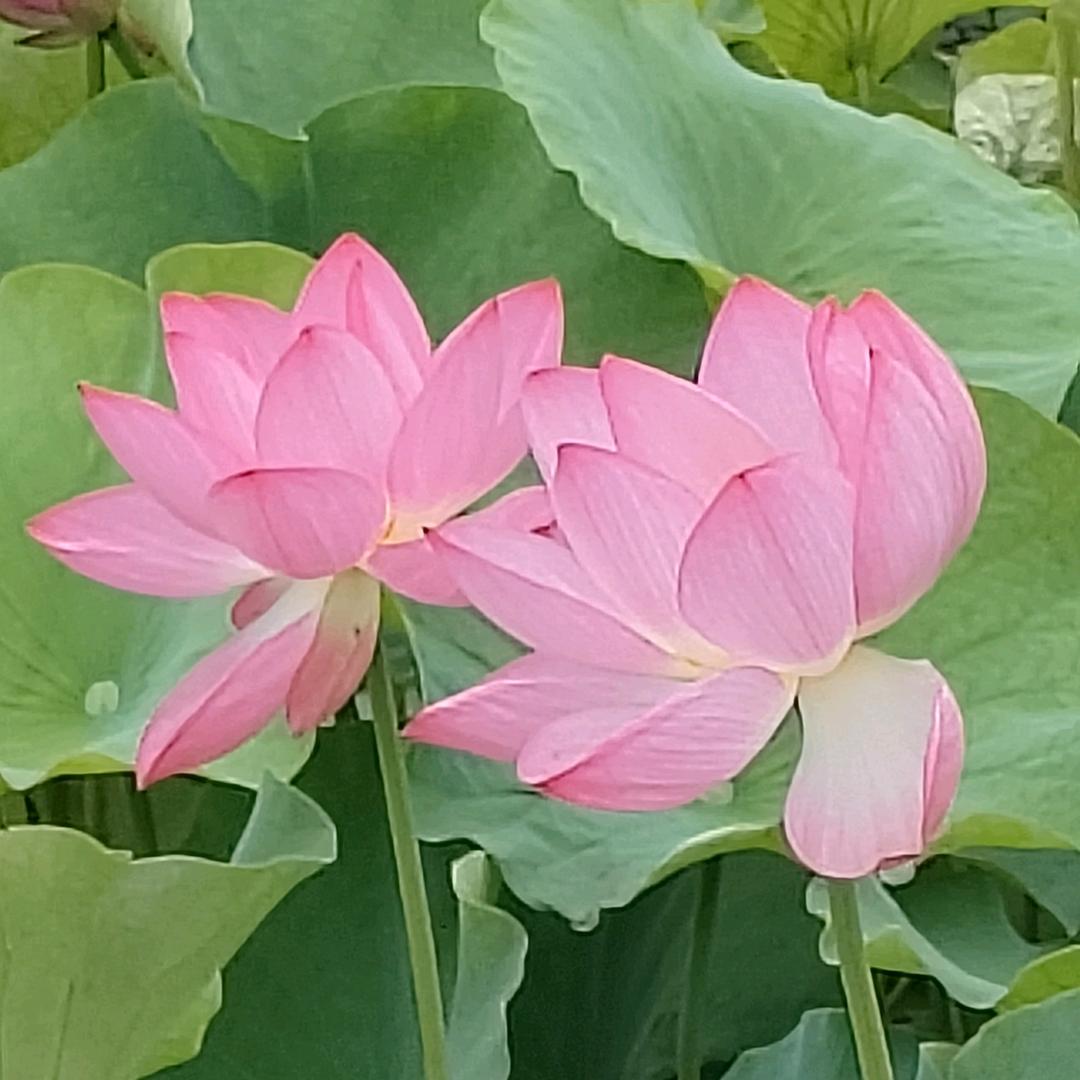 华💝💝姐LiaoYou