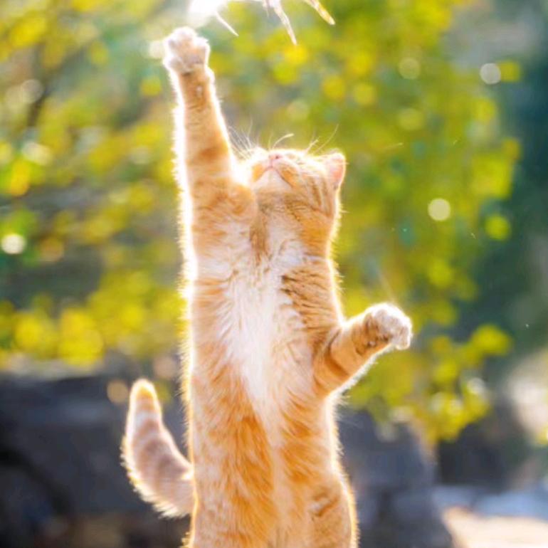 憨憨的猫