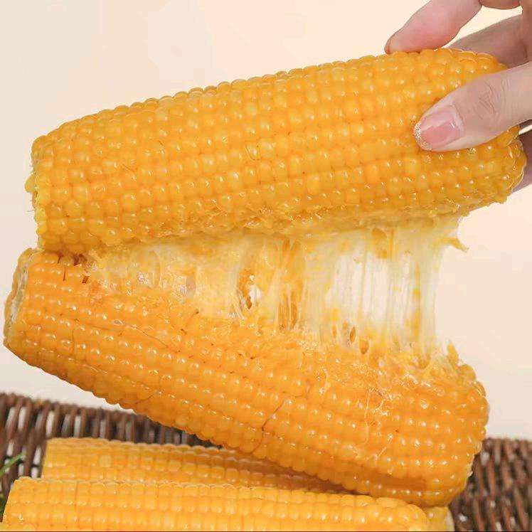 正宗东北糯玉米
